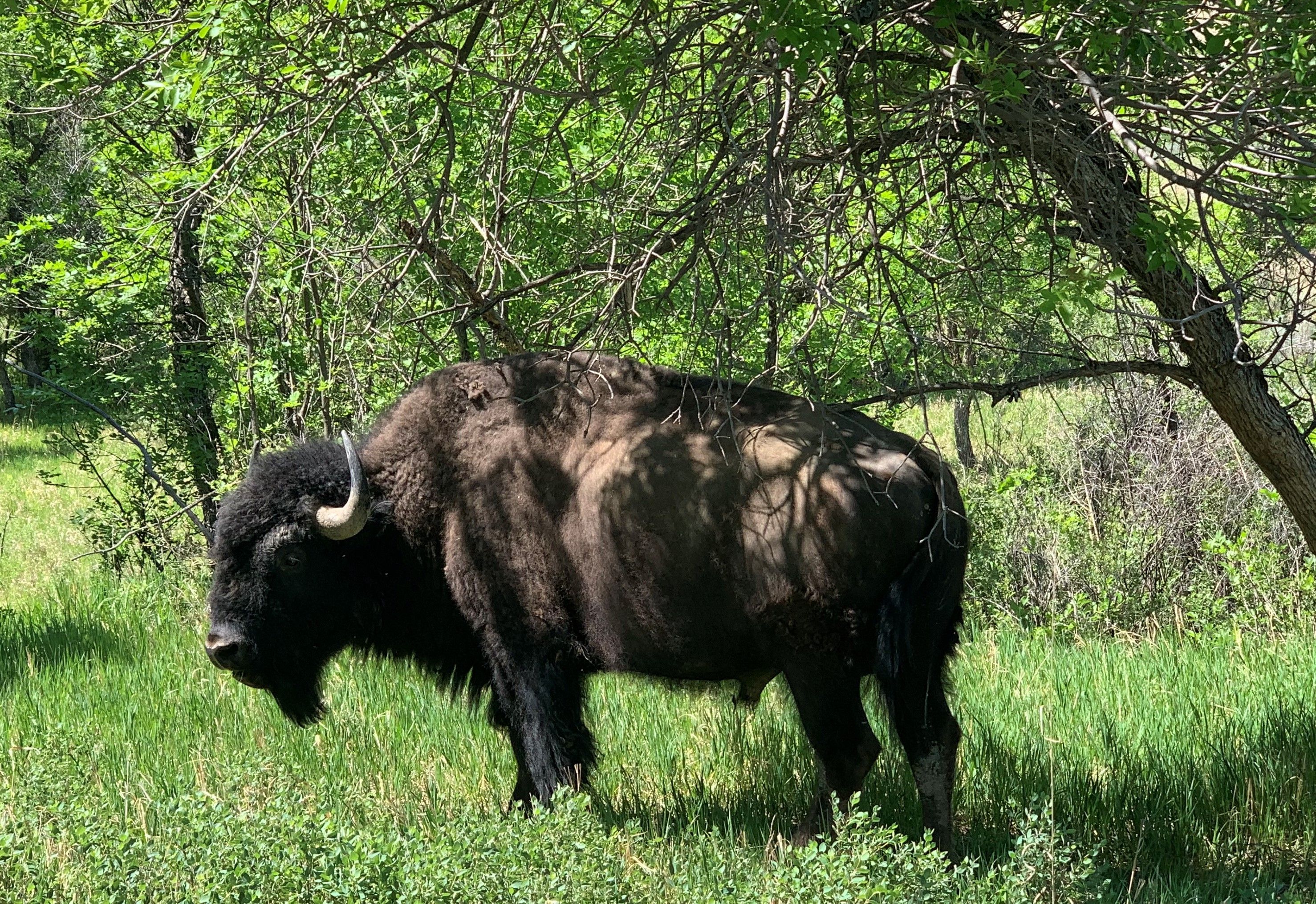 Theodore Roosevelt NP